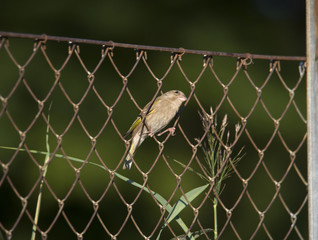 Greenfinch on a fence  an early morning in Bromma, Stockholm, Sweden