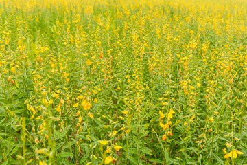  sunhemp flower field on day time.