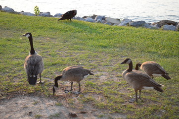 Canadian geese eating