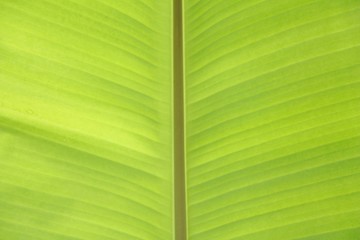 Light green banana leaf texture nature background.