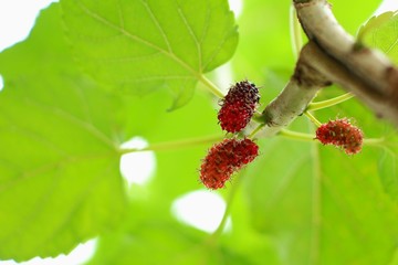 Red fresh mulberry on branch green background,copy space.