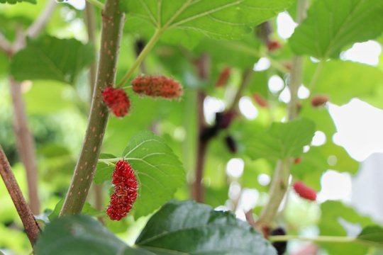 Red fresh mulberry on branch green background,copy space.