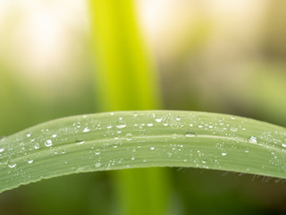 beautiful water drops on grass leaves blured and soft focus