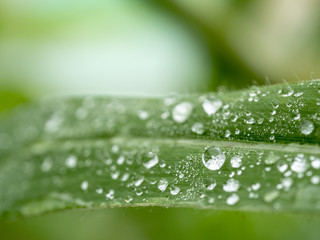 beautiful water drops on grass leaves blured and soft focus