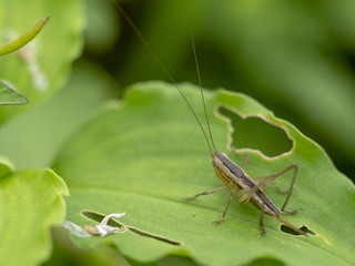 grasshopper