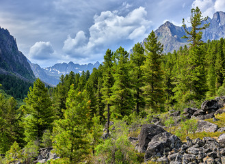 Fototapeta na wymiar Siberian mountain taiga on cloudy summer day