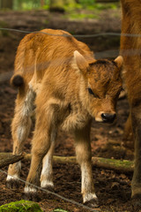 Calf in Wildpark