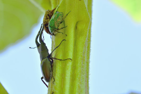 夏の季節　クワガタとカナブン