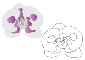 Orchid flower. Coloring page. Vector illustration.
