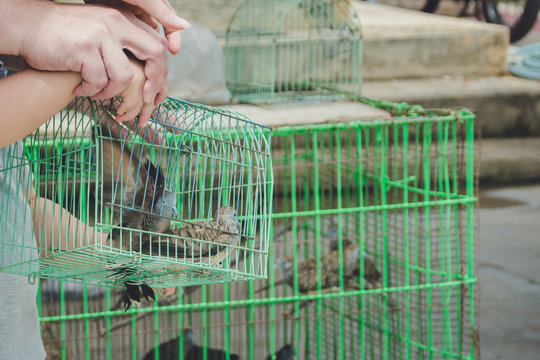 People Releasing Birds, Doing Good Things To Create Positive Karma For Themself