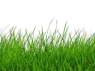 green grass with white background
