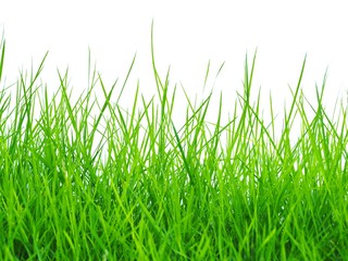 green grass with white background