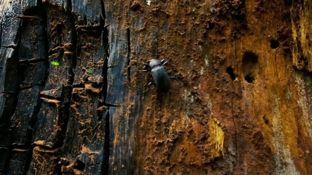 Black Insect on a tree in a Forest.