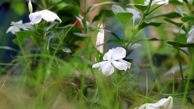 a swaying white flower