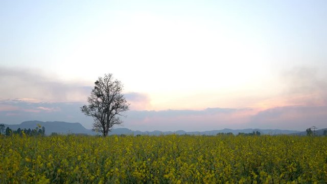 Sunhemp, Crotalaria juncea flower field at sunset in Thailand
