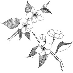 Apple bloom in a vector style isolated. Full name of the plant: Apple bloom. Vector flower for background, texture, wrapper pattern, frame or border.