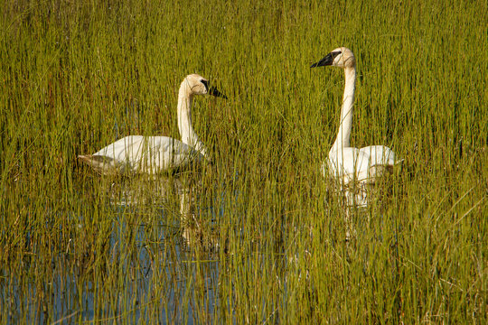 Two Trumpeter Swans On The Teslin Lake, Yukon Territory, Canada