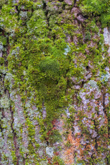 bark of tree with moss, mossy