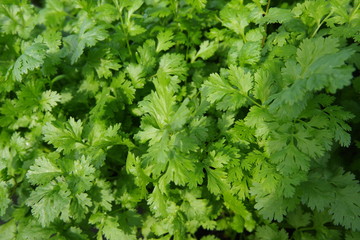 新緑の栂池自然園