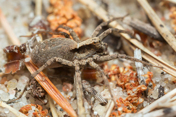 Wolf spider, Alopecosa inquilina on sand 