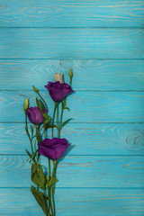 Violet flowers - eustoma, on a white blue background.