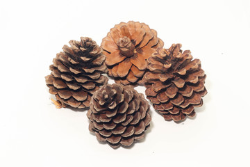Closeup of Dry brown Pine cone on white background