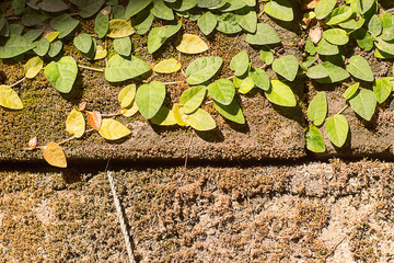 Green leaf plant climbing on the wall