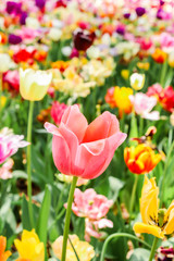 Focus of single big pink tulips in hitachi seaside park