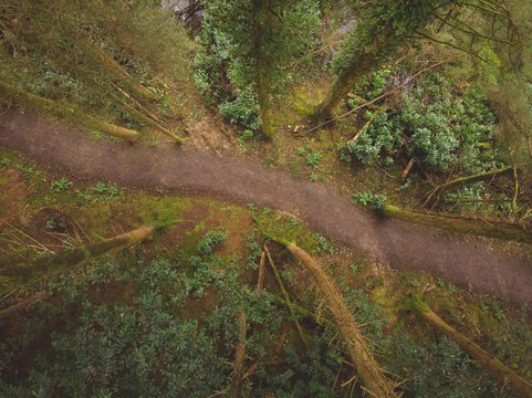 Fototapeta Path passing through the forest