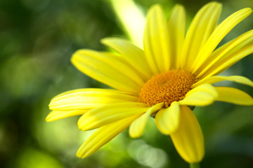 Euryops chrysanthemoides, African bush daisy, bull's-eye, Top view of bright yellow african bush...