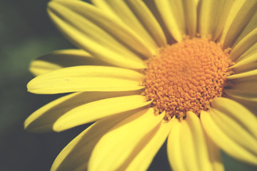 Euryops chrysanthemoides, African bush daisy, bull's-eye, Top view of bright yellow african bush daisy in the garden with dark green background