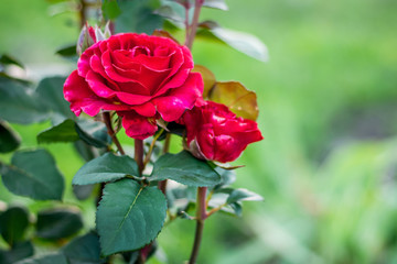 Red rose in the garden on a green blurry background_