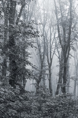 Trees in the woods in a dense morning fog_