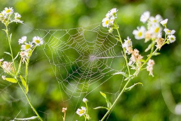 The cobweb is among the stems of white flowers in the woods in the summer morning_