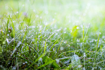 Morning dew in the woods on the grass. Morning freshness in the field and on meadows. Summer morning in the woods_