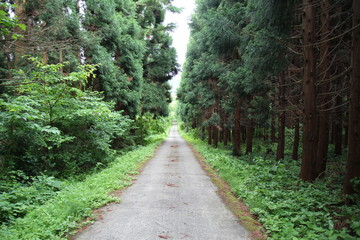 Fototapeta premium 森, 道, パス, 自然, 木, 緑, 木, 風景, トレイル, 木, サマータイム, 公園, とぶ, 草, ルーラル, 木, 土, レーン, 徒歩旅行, 砂利, 道のり, 秋, 木の葉, 国