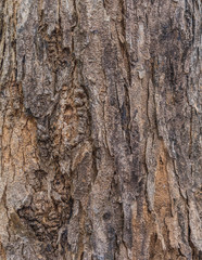 wood bark texture for background .