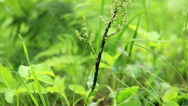 Black aphis colony on the plant