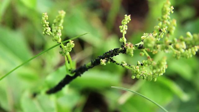 Black aphis colony on the plant