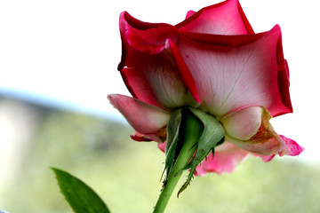 close up of Rosa Mister lincoln, red rose in the garden, very beautiful rose in the garden. A red...