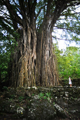 banyan Nuku Hiva marquises