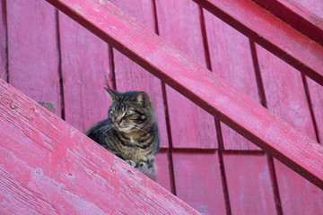 Cat on pink staircase staring to the left - 215324499