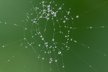 The spider web with dew drops. Abstract background