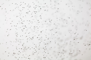 Thousands of small flies on Lake Bulunkul