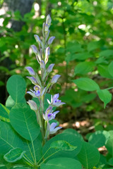 Naklejka premium Violet Limodore (Limodorum abortivum) Orchid