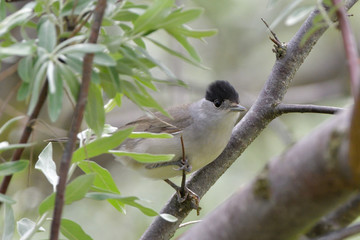 Eurasian Blackcap (Sylvia atricapilla), male