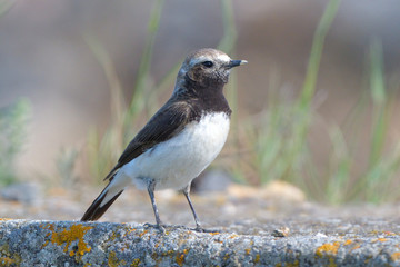 Pied wheatear on a rock