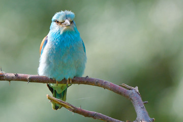 European blue roller on a branch