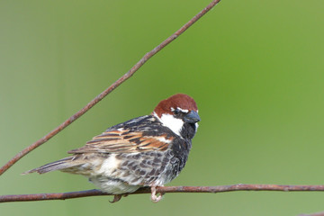 Spanish sparrow, male
