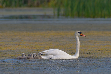 Mute Swan with goslings